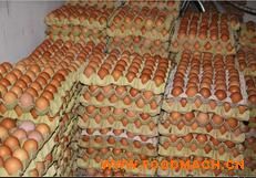 ����(y��ng)�ݵ����r���(k��)���g�������r���(k��)